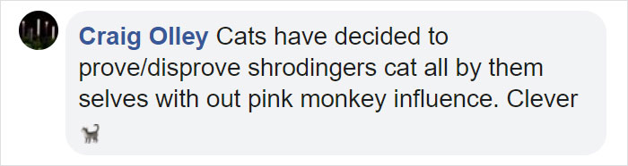 Turns Out, Cats Love Boxes So Much Because They Reduce Stress Turns Out, Cats Love Boxes So Much Because They Reduce Stress