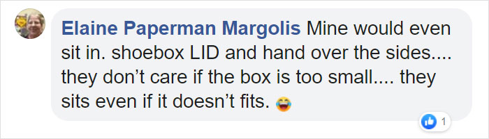 Turns Out, Cats Love Boxes So Much Because They Reduce Stress Turns Out, Cats Love Boxes So Much Because They Reduce Stress