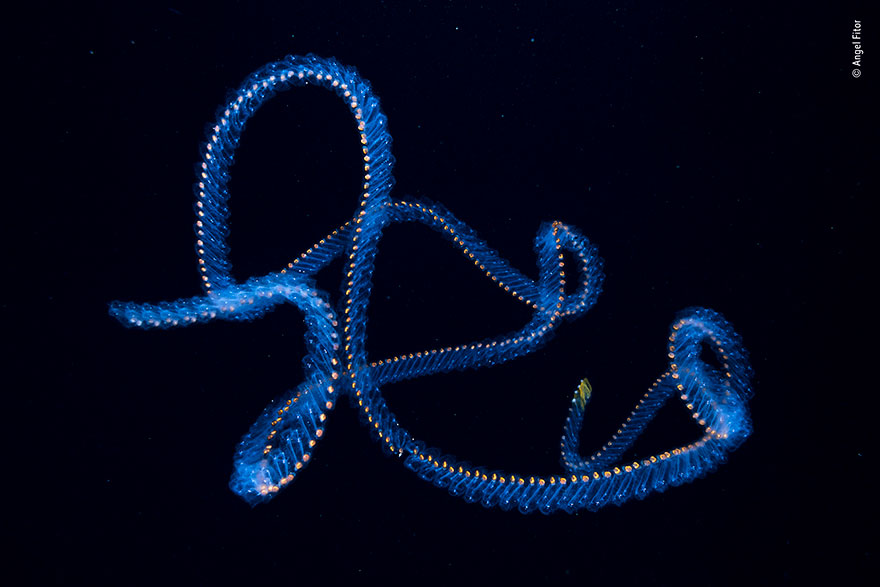 Here Are 25 Wildlife Photography Award Finalists And The Photos Are Amazing Here Are 25 Wildlife Photography Award Finalists And The Photos Are Amazing