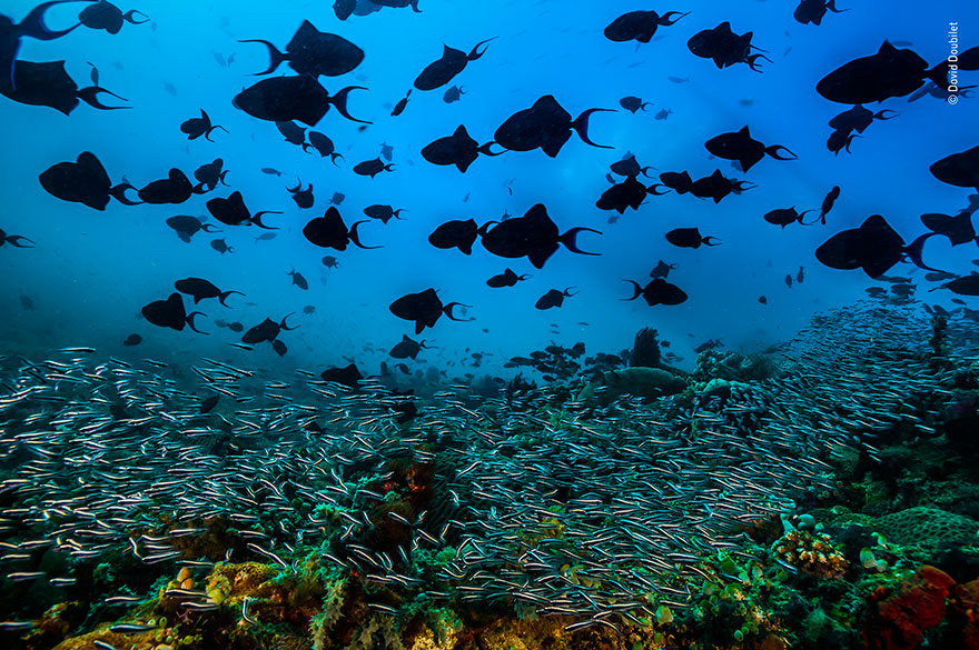 Here Are 25 Wildlife Photography Award Finalists And The Photos Are Amazing Here Are 25 Wildlife Photography Award Finalists And The Photos Are Amazing