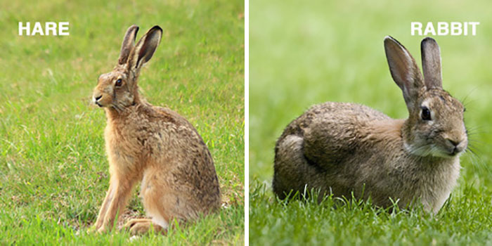 People Share Mindblowing Pairs Of Animals That Look Similar But Are Genetically Incompatible