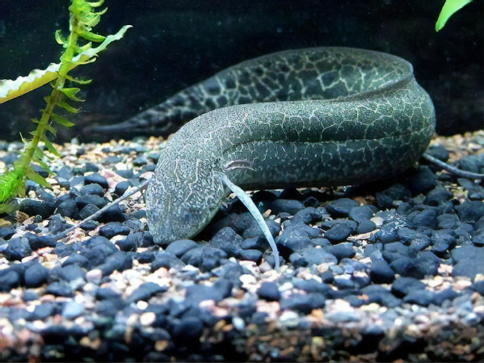 People Share Mindblowing Pairs Of Animals That Look Similar But Are Genetically Incompatible