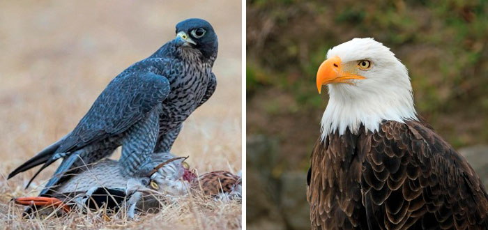People Share Mindblowing Pairs Of Animals That Look Similar But Are Genetically Incompatible