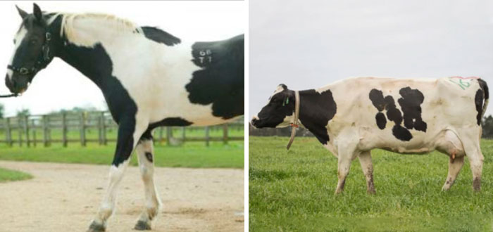 People Share Mindblowing Pairs Of Animals That Look Similar But Are Genetically Incompatible