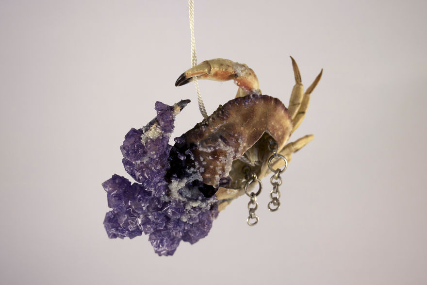 I Turn Creepy Crabs Into Jewels I Turn Creepy Crabs Into Jewels