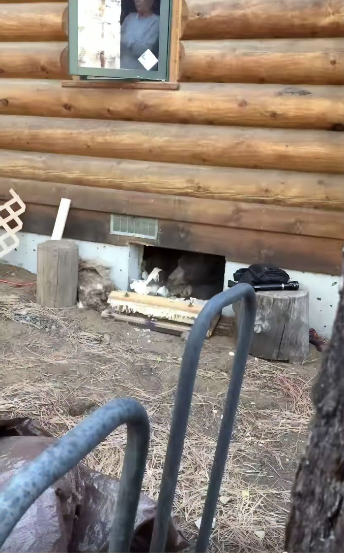 This Family Was Shocked To Find That A Giant Bear Has Moved In Under Their House This Family Was Shocked To Find That A Giant Bear Has Moved In Under Their House