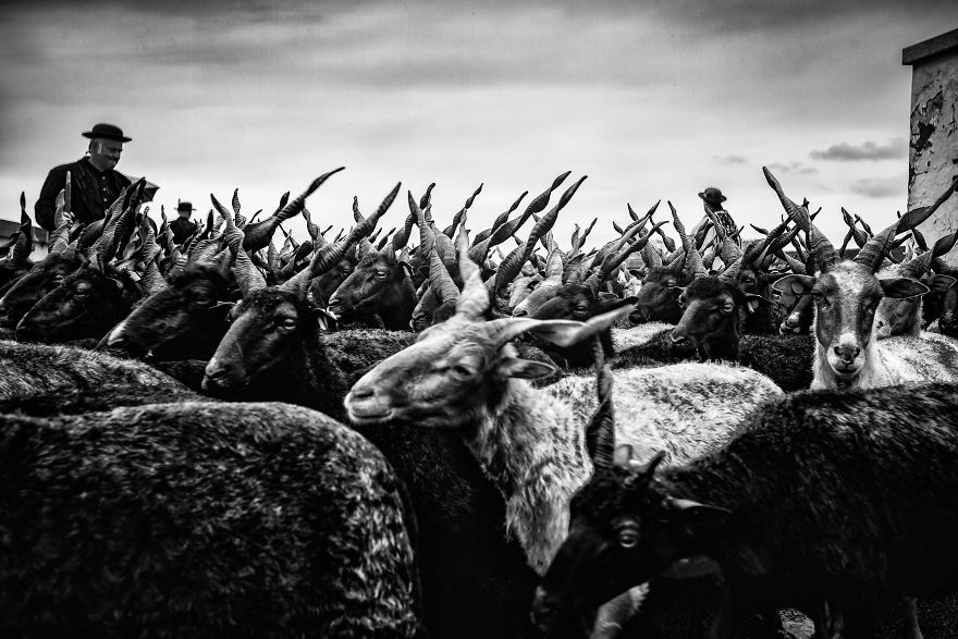 The Life Of The Traditional Shepherds Of Rural Hungary – Guardians Of The Past The Life Of The Traditional Shepherds Of Rural Hungary – Guardians Of The Past