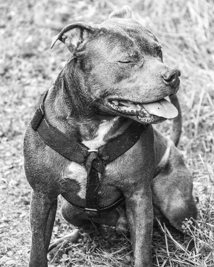 Woman Was Scared Of Neighbor&#8217;s Pit Bull, Until He Saved Her When She Was In Trouble