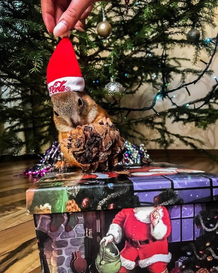 Guy Finds A Baby Squirrel That Can’t Even Walk Yet, Takes It Home And Now They’re Best Friends (26 Pics) Guy Finds A Baby Squirrel That Can’t Even Walk Yet, Takes It Home And Now They’re Best Friends (26 Pics)