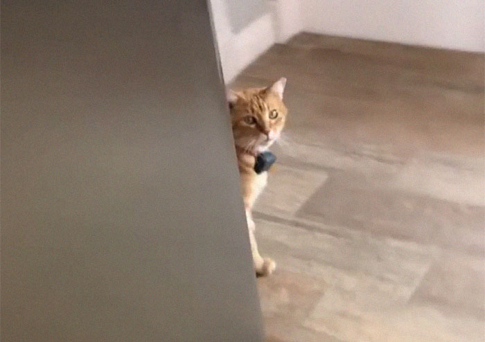 Cat Says “Well, Hi” In A Southern Accent And People Keep Watching It Over And Over Again Cat Says “Well, Hi” In A Southern Accent And People Keep Watching It Over And Over Again