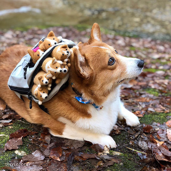 52 Best Photos Of An Adorable Corgi Who Has 50k Instagram Followers 52 Best Photos Of An Adorable Corgi Who Has 50k Instagram Followers