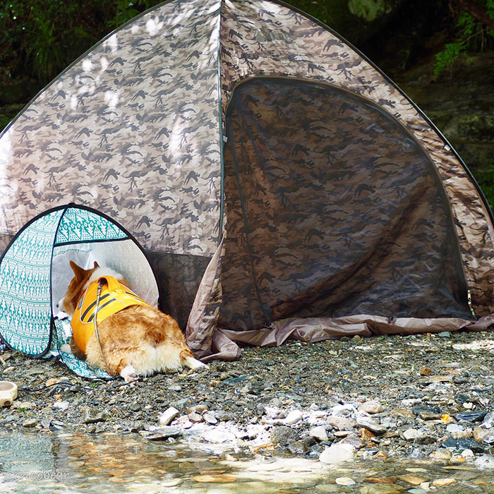 52 Best Photos Of An Adorable Corgi Who Has 50k Instagram Followers 52 Best Photos Of An Adorable Corgi Who Has 50k Instagram Followers