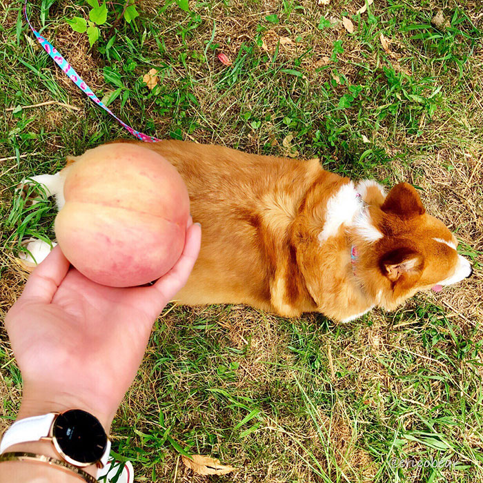 52 Best Photos Of An Adorable Corgi Who Has 50k Instagram Followers 52 Best Photos Of An Adorable Corgi Who Has 50k Instagram Followers