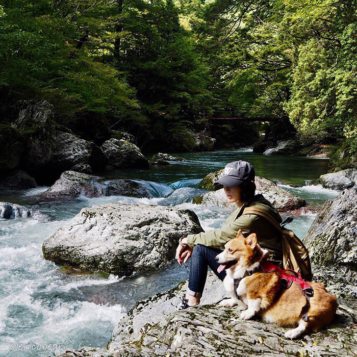 52 Best Photos Of An Adorable Corgi Who Has 50k Instagram Followers 52 Best Photos Of An Adorable Corgi Who Has 50k Instagram Followers