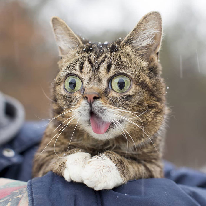 The Owner Of An Internet-Famous Cat Lil Bub Shares A Heartwarming Message To Announce Her Death The Owner Of An Internet-Famous Cat Lil Bub Shares A Heartwarming Message To Announce Her Death