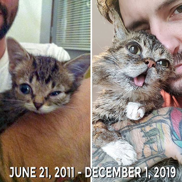 The Owner Of An Internet-Famous Cat Lil Bub Shares A Heartwarming Message To Announce Her Death The Owner Of An Internet-Famous Cat Lil Bub Shares A Heartwarming Message To Announce Her Death