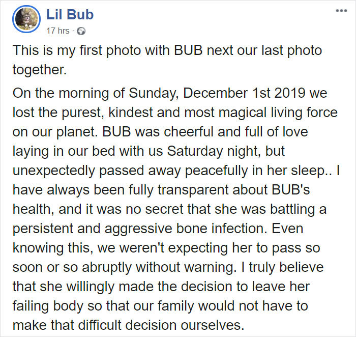 The Owner Of An Internet-Famous Cat Lil Bub Shares A Heartwarming Message To Announce Her Death The Owner Of An Internet-Famous Cat Lil Bub Shares A Heartwarming Message To Announce Her Death