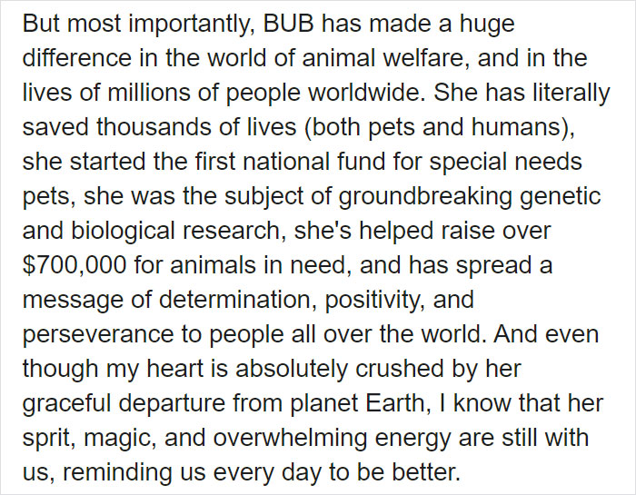 The Owner Of An Internet-Famous Cat Lil Bub Shares A Heartwarming Message To Announce Her Death The Owner Of An Internet-Famous Cat Lil Bub Shares A Heartwarming Message To Announce Her Death