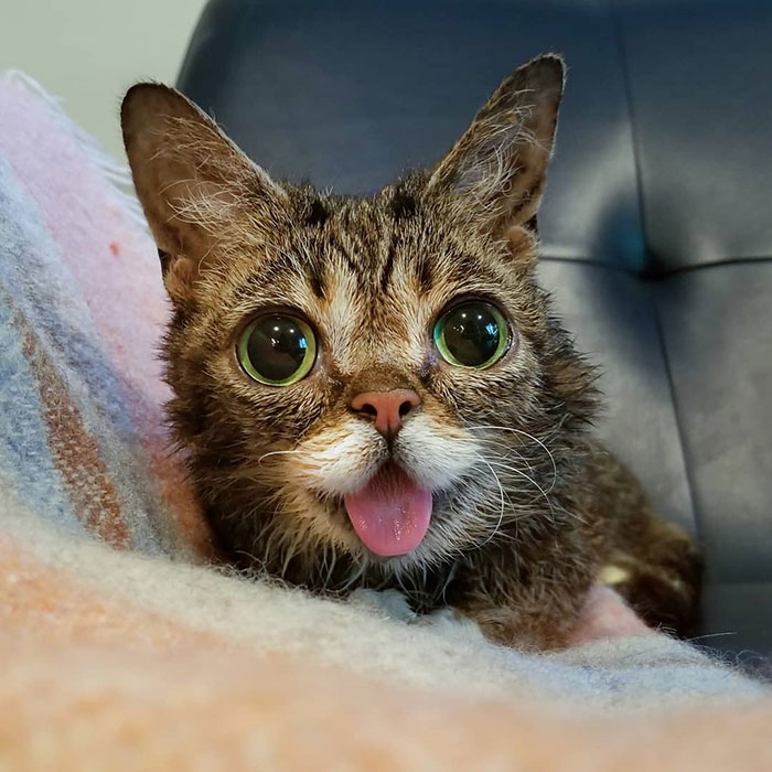 The Owner Of An Internet-Famous Cat Lil Bub Shares A Heartwarming Message To Announce Her Death The Owner Of An Internet-Famous Cat Lil Bub Shares A Heartwarming Message To Announce Her Death