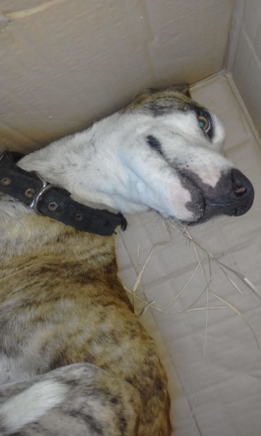 We Found This Dog In A Box We Found This Dog In A Box