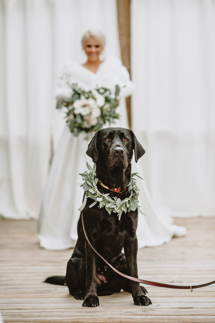 Bride’s Decision To Bring Her Dog To Her ‘First Look’ Photoshoot Makes The Pics Go Viral Bride’s Decision To Bring Her Dog To Her ‘First Look’ Photoshoot Makes The Pics Go Viral