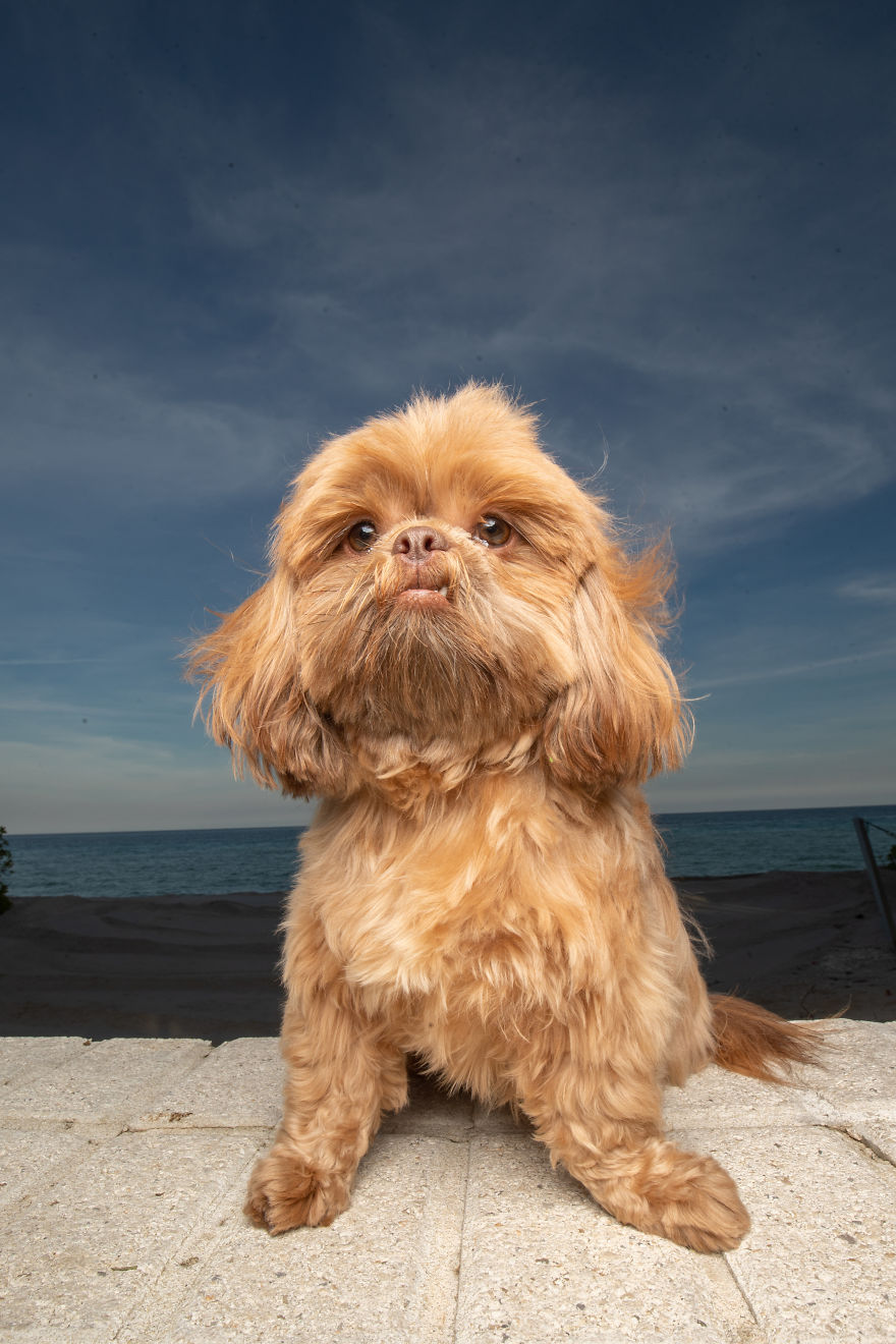 We Took Pictures Of A Doggo In The Beach While The Sun Was Setting