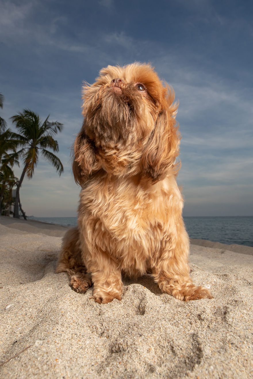 We Took Pictures Of A Doggo In The Beach While The Sun Was Setting