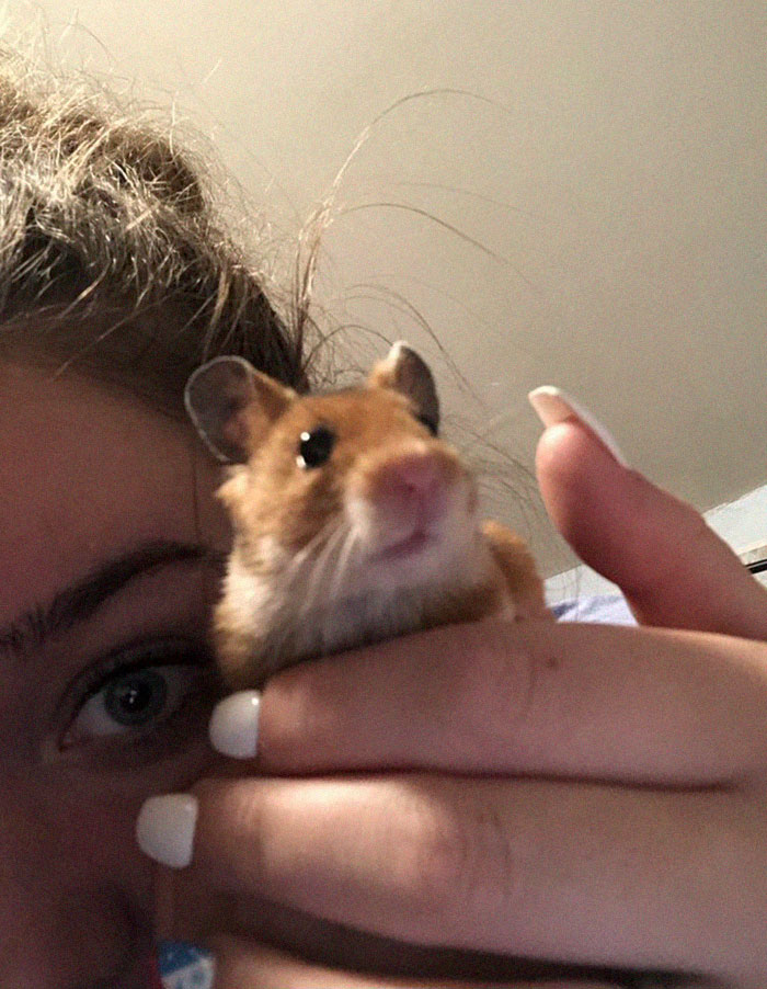 Dad Loses Daughter&#8217;s Hamster, And His Freak-Out Texts Reveal How Pure His Heart Really Is