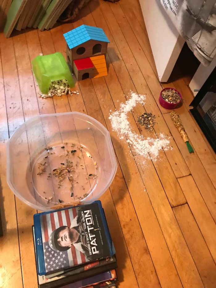 Dad Loses Daughter&#8217;s Hamster, And His Freak-Out Texts Reveal How Pure His Heart Really Is