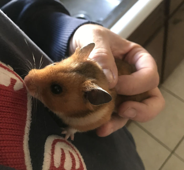 Dad Loses Daughter&#8217;s Hamster, And His Freak-Out Texts Reveal How Pure His Heart Really Is