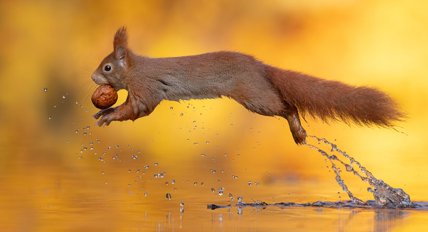 Photographer Waits Hours To Capture The Autumn Idyll Of Squirrels Carrying A Nut Over A Lake (8 Pics) Photographer Waits Hours To Capture The Autumn Idyll Of Squirrels Carrying A Nut Over A Lake (8 Pics)