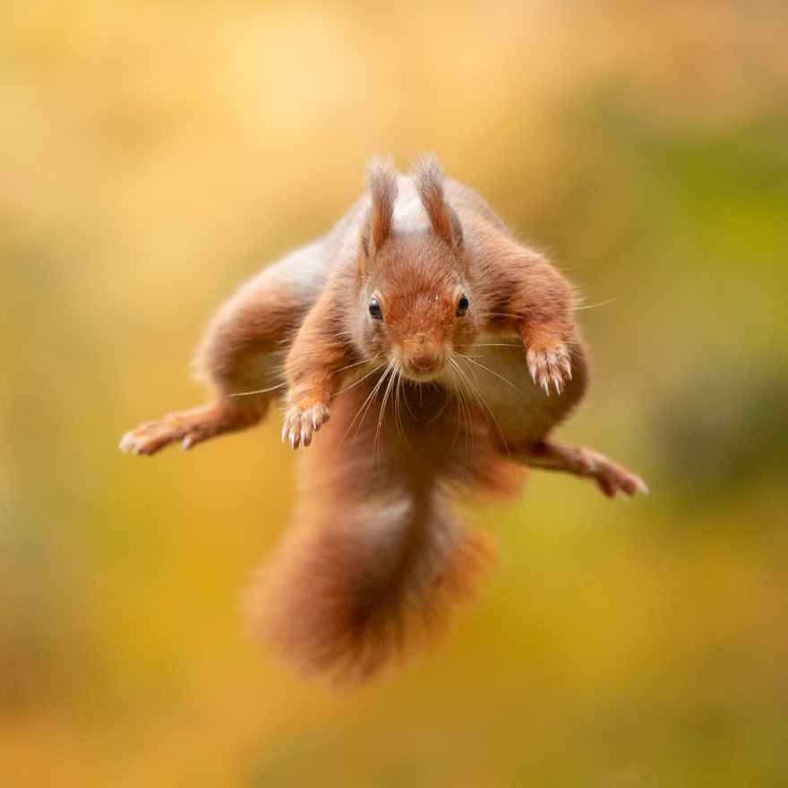 Photographer Waits Hours To Capture The Autumn Idyll Of Squirrels Carrying A Nut Over A Lake (8 Pics) Photographer Waits Hours To Capture The Autumn Idyll Of Squirrels Carrying A Nut Over A Lake (8 Pics)