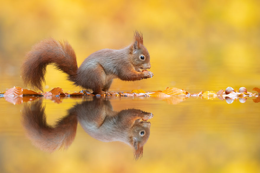 Photographer Waits Hours To Capture The Autumn Idyll Of Squirrels Carrying A Nut Over A Lake (8 Pics) Photographer Waits Hours To Capture The Autumn Idyll Of Squirrels Carrying A Nut Over A Lake (8 Pics)