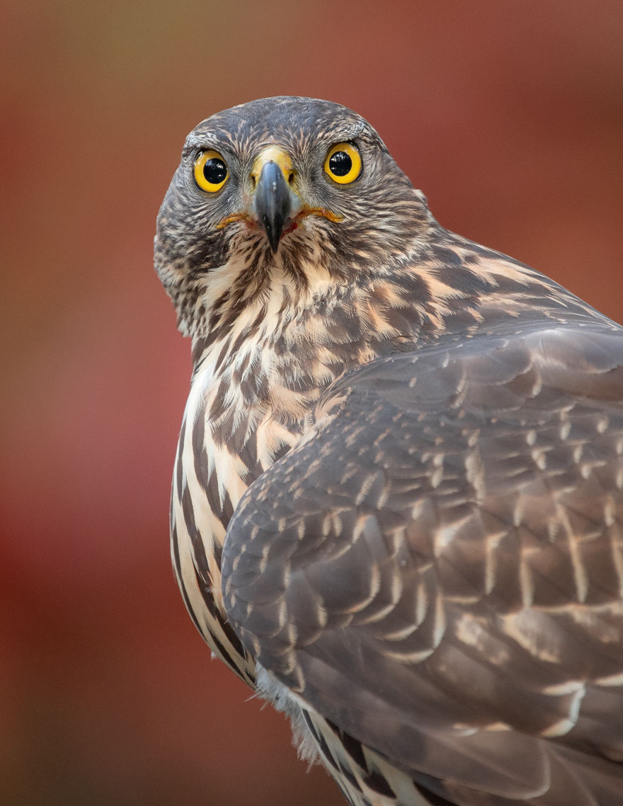 Photographer Waits Hours To Capture The Autumn Idyll Of Squirrels Carrying A Nut Over A Lake (8 Pics) Photographer Waits Hours To Capture The Autumn Idyll Of Squirrels Carrying A Nut Over A Lake (8 Pics)
