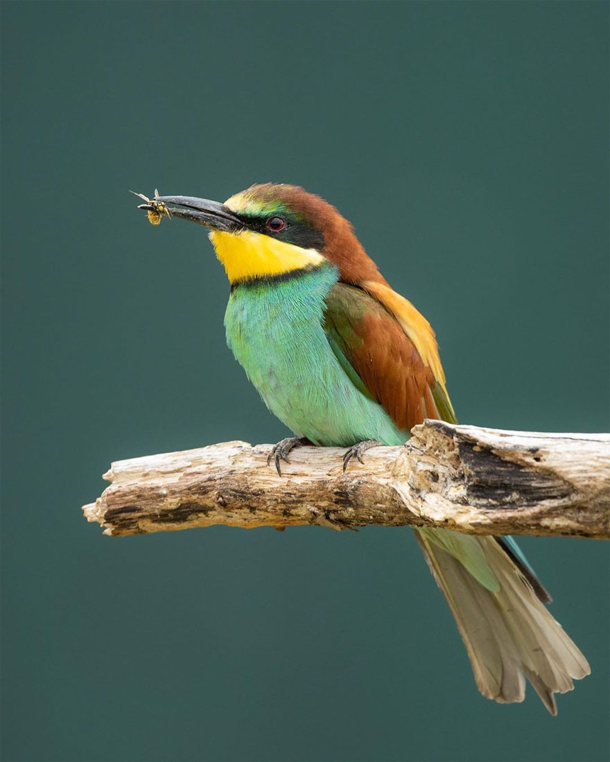 Photographer Waits Hours To Capture The Autumn Idyll Of Squirrels Carrying A Nut Over A Lake (8 Pics) Photographer Waits Hours To Capture The Autumn Idyll Of Squirrels Carrying A Nut Over A Lake (8 Pics)