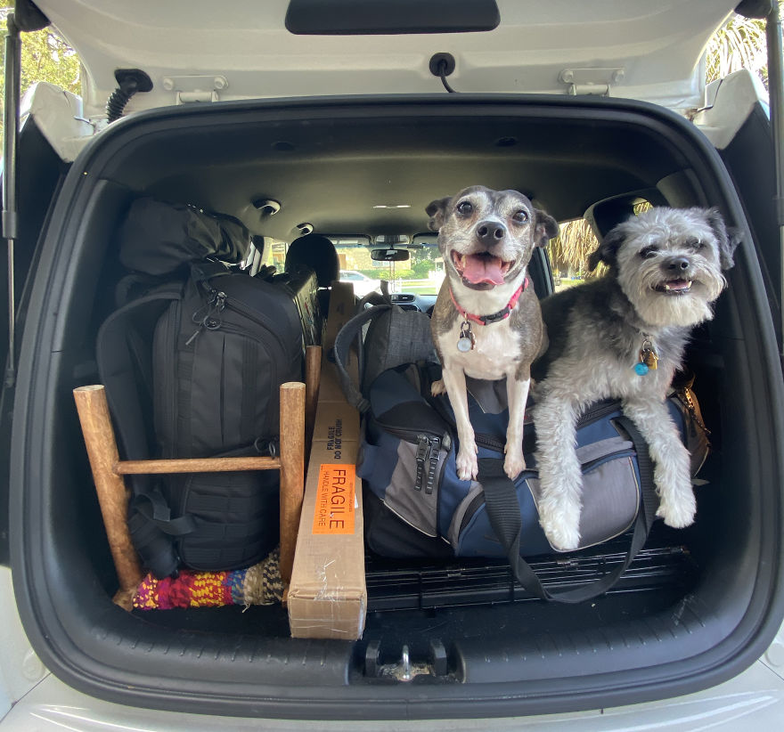 My Wife And I Want To Fundraise $100,000 In 2020 By Capturing Unique Photos Of Pets My Wife And I Want To Fundraise $100,000 In 2020 By Capturing Unique Photos Of Pets