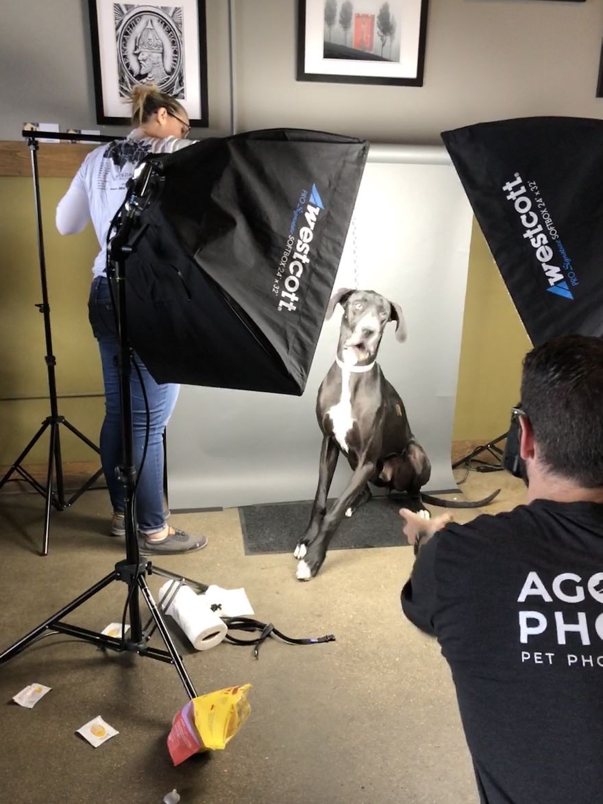 My Wife And I Want To Fundraise $100,000 In 2020 By Capturing Unique Photos Of Pets My Wife And I Want To Fundraise $100,000 In 2020 By Capturing Unique Photos Of Pets