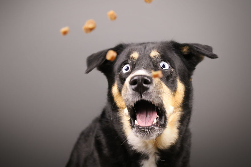 My Wife And I Want To Fundraise $100,000 In 2020 By Capturing Unique Photos Of Pets My Wife And I Want To Fundraise $100,000 In 2020 By Capturing Unique Photos Of Pets