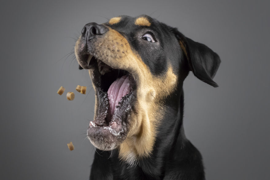 My Wife And I Want To Fundraise $100,000 In 2020 By Capturing Unique Photos Of Pets My Wife And I Want To Fundraise $100,000 In 2020 By Capturing Unique Photos Of Pets