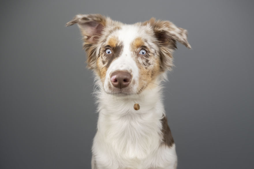 My Wife And I Want To Fundraise $100,000 In 2020 By Capturing Unique Photos Of Pets My Wife And I Want To Fundraise $100,000 In 2020 By Capturing Unique Photos Of Pets