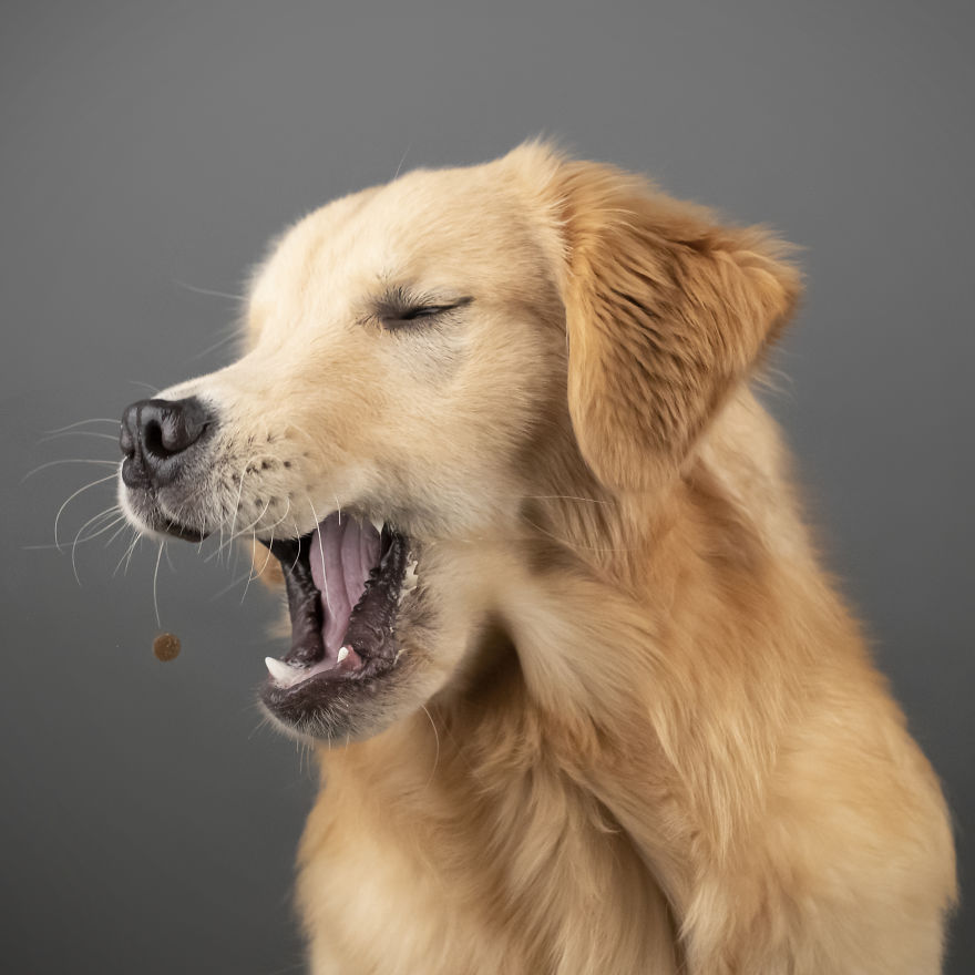 My Wife And I Want To Fundraise $100,000 In 2020 By Capturing Unique Photos Of Pets My Wife And I Want To Fundraise $100,000 In 2020 By Capturing Unique Photos Of Pets