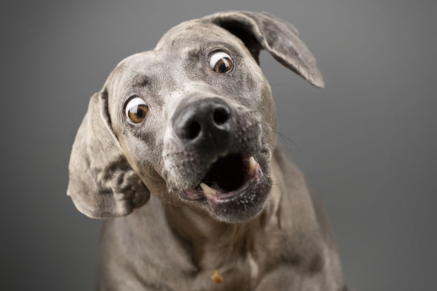 My Wife And I Want To Fundraise $100,000 In 2020 By Capturing Unique Photos Of Pets My Wife And I Want To Fundraise $100,000 In 2020 By Capturing Unique Photos Of Pets