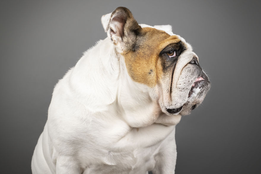 My Wife And I Want To Fundraise $100,000 In 2020 By Capturing Unique Photos Of Pets My Wife And I Want To Fundraise $100,000 In 2020 By Capturing Unique Photos Of Pets