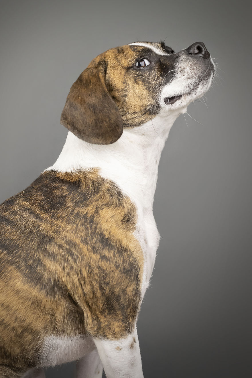 My Wife And I Want To Fundraise $100,000 In 2020 By Capturing Unique Photos Of Pets My Wife And I Want To Fundraise $100,000 In 2020 By Capturing Unique Photos Of Pets