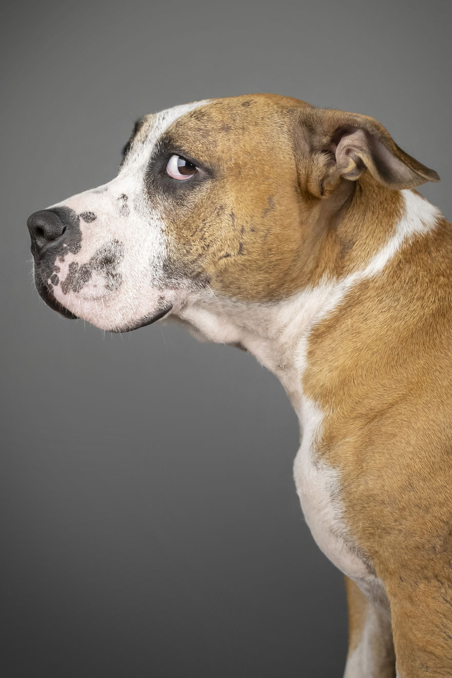 My Wife And I Want To Fundraise $100,000 In 2020 By Capturing Unique Photos Of Pets My Wife And I Want To Fundraise $100,000 In 2020 By Capturing Unique Photos Of Pets