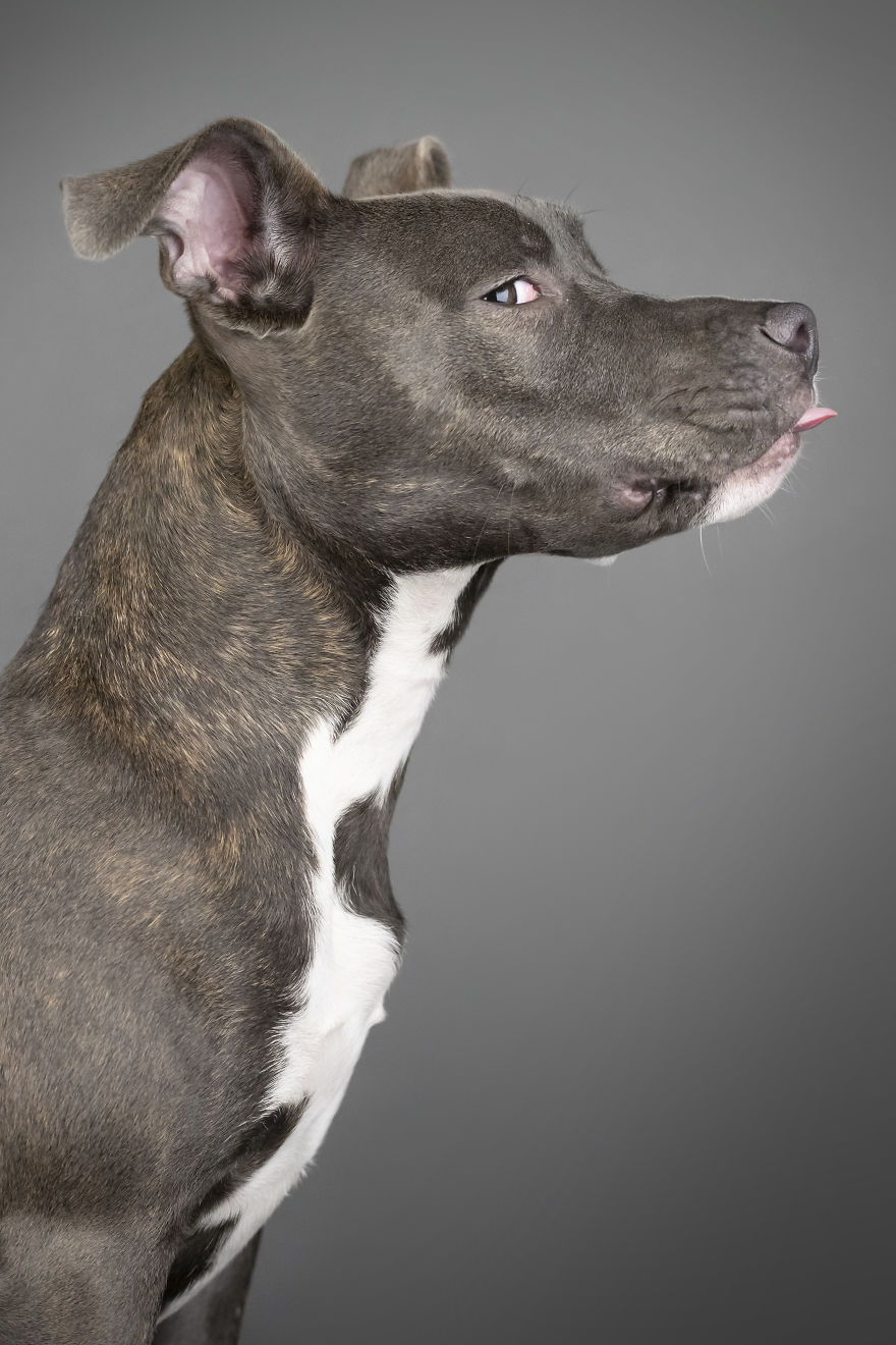 My Wife And I Want To Fundraise $100,000 In 2020 By Capturing Unique Photos Of Pets My Wife And I Want To Fundraise $100,000 In 2020 By Capturing Unique Photos Of Pets