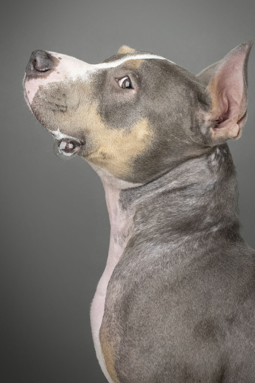 My Wife And I Want To Fundraise $100,000 In 2020 By Capturing Unique Photos Of Pets My Wife And I Want To Fundraise $100,000 In 2020 By Capturing Unique Photos Of Pets