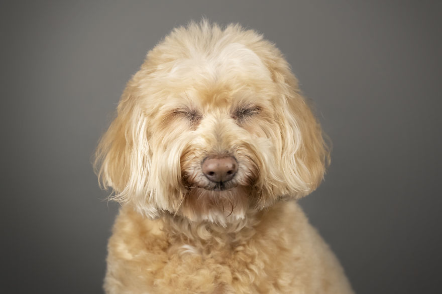 My Wife And I Want To Fundraise $100,000 In 2020 By Capturing Unique Photos Of Pets My Wife And I Want To Fundraise $100,000 In 2020 By Capturing Unique Photos Of Pets