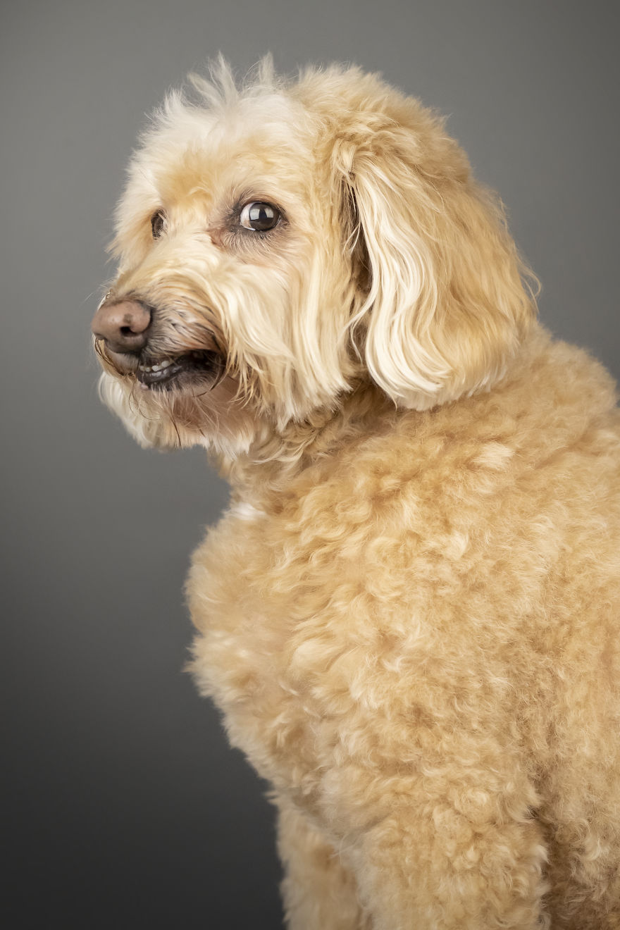 My Wife And I Want To Fundraise $100,000 In 2020 By Capturing Unique Photos Of Pets My Wife And I Want To Fundraise $100,000 In 2020 By Capturing Unique Photos Of Pets