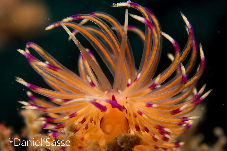Nudibranch Are Very Beautiful Underwater Snails Nudibranch Are Very Beautiful Underwater Snails